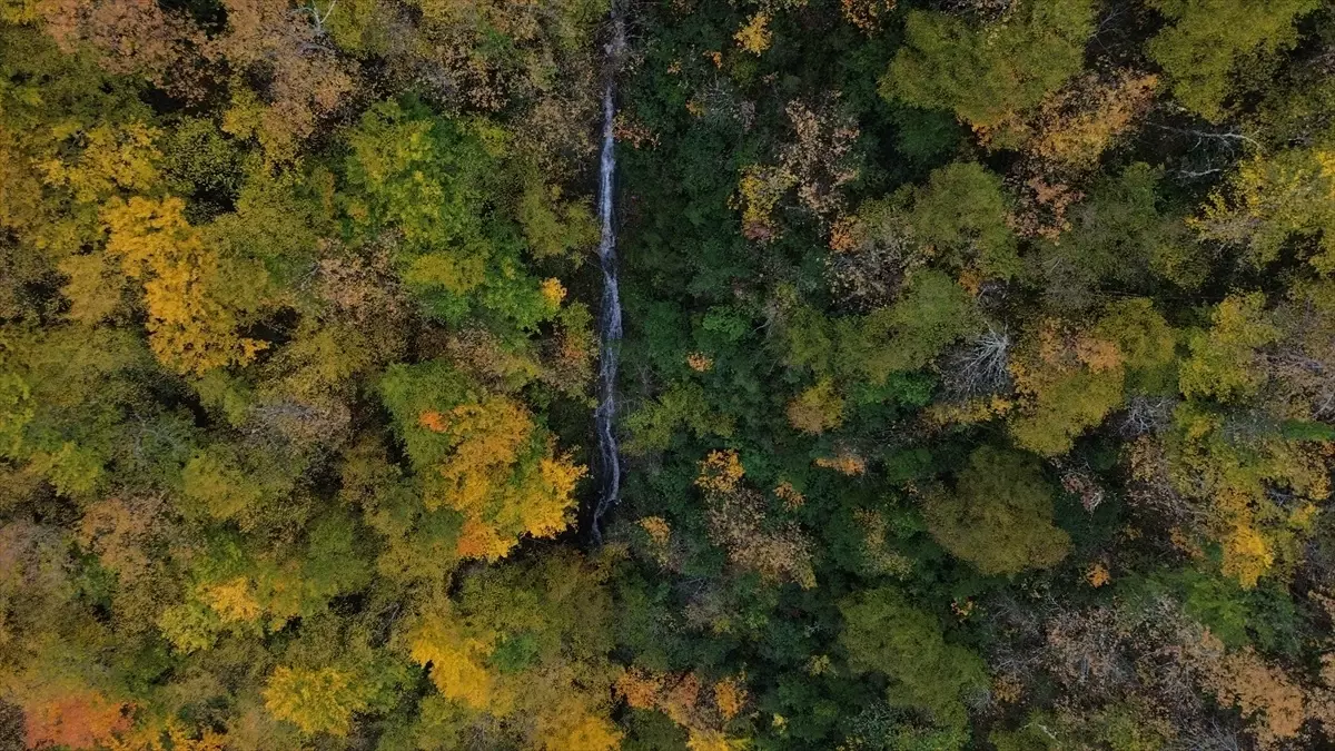 Sonbaharın Renkleri: Kastamonu Ormanları