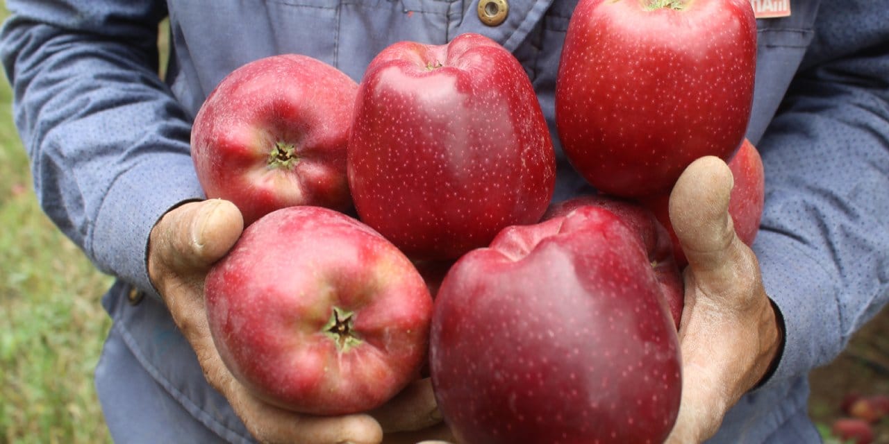 limon ve elmayi satacaklar dikkat ihracati artik izne tabi 2S4eM3WW
