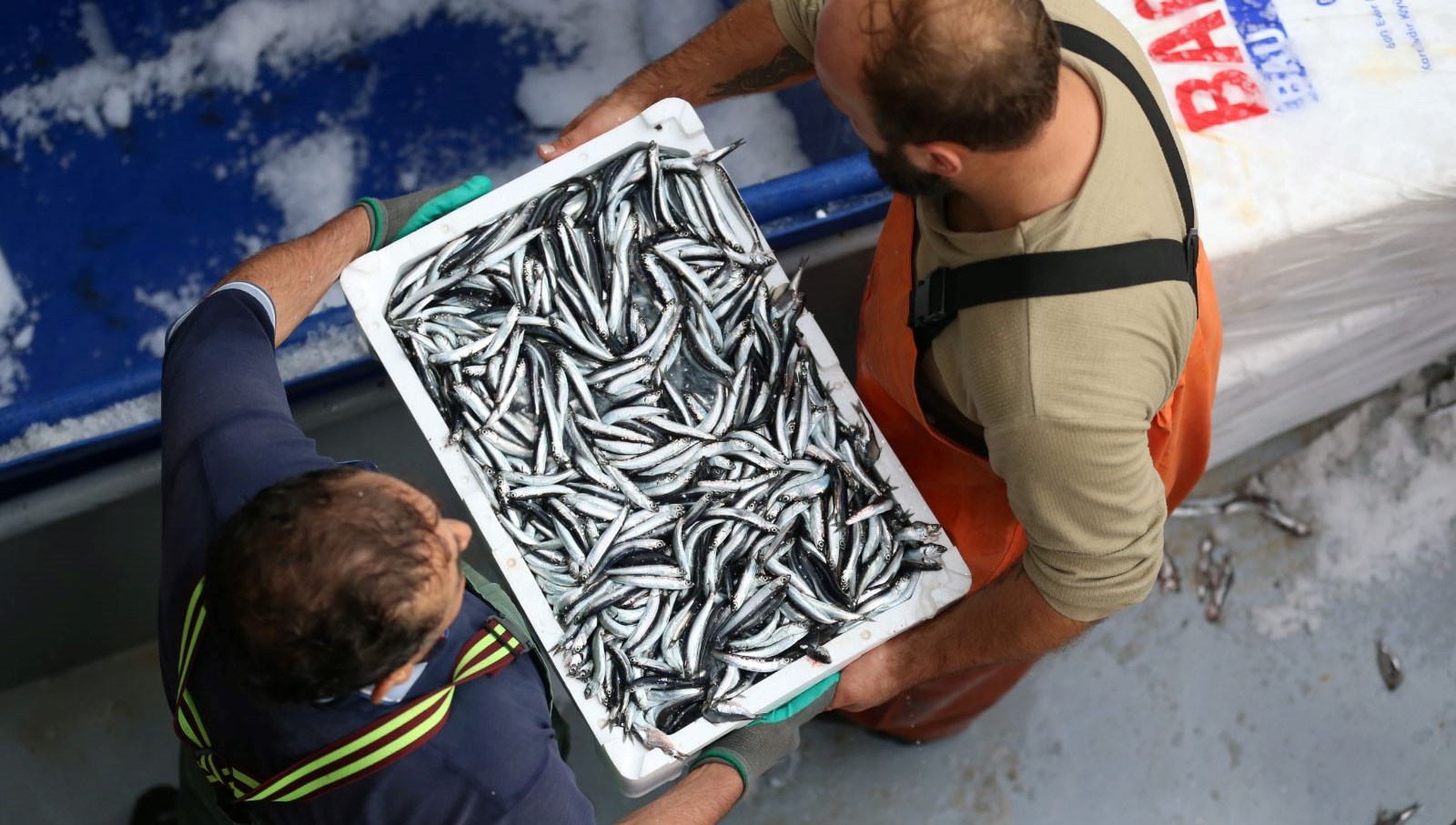 trabzonda hamsi bollugu E92635U3