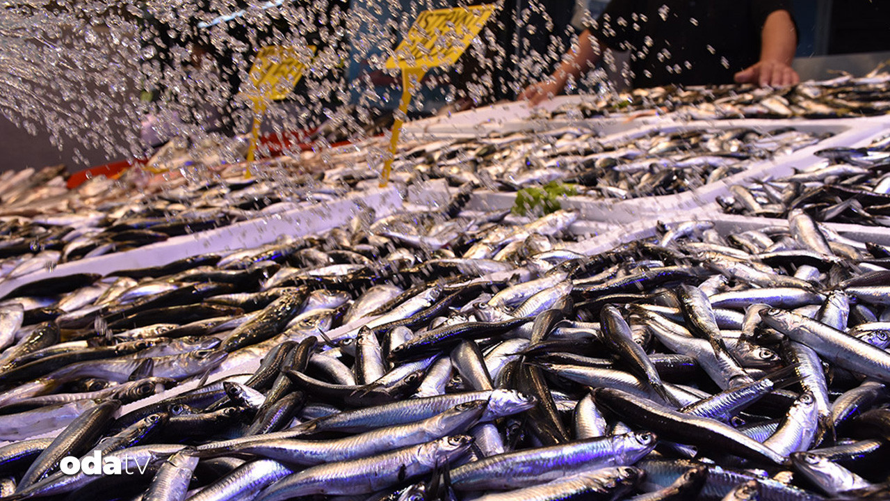 trabzonda sezon acildi hamsinin kilosu 100 tl 8CJVRp8k