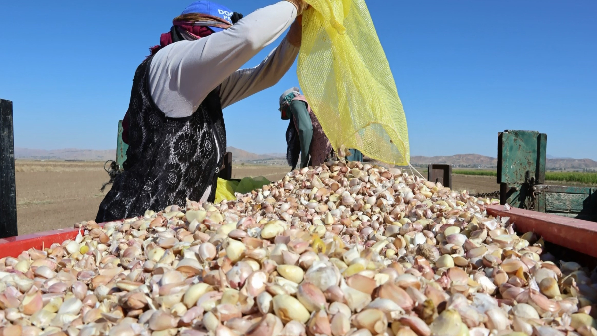 aksarayda organik sarimsaklarin ekimi basladi G93YzTgI