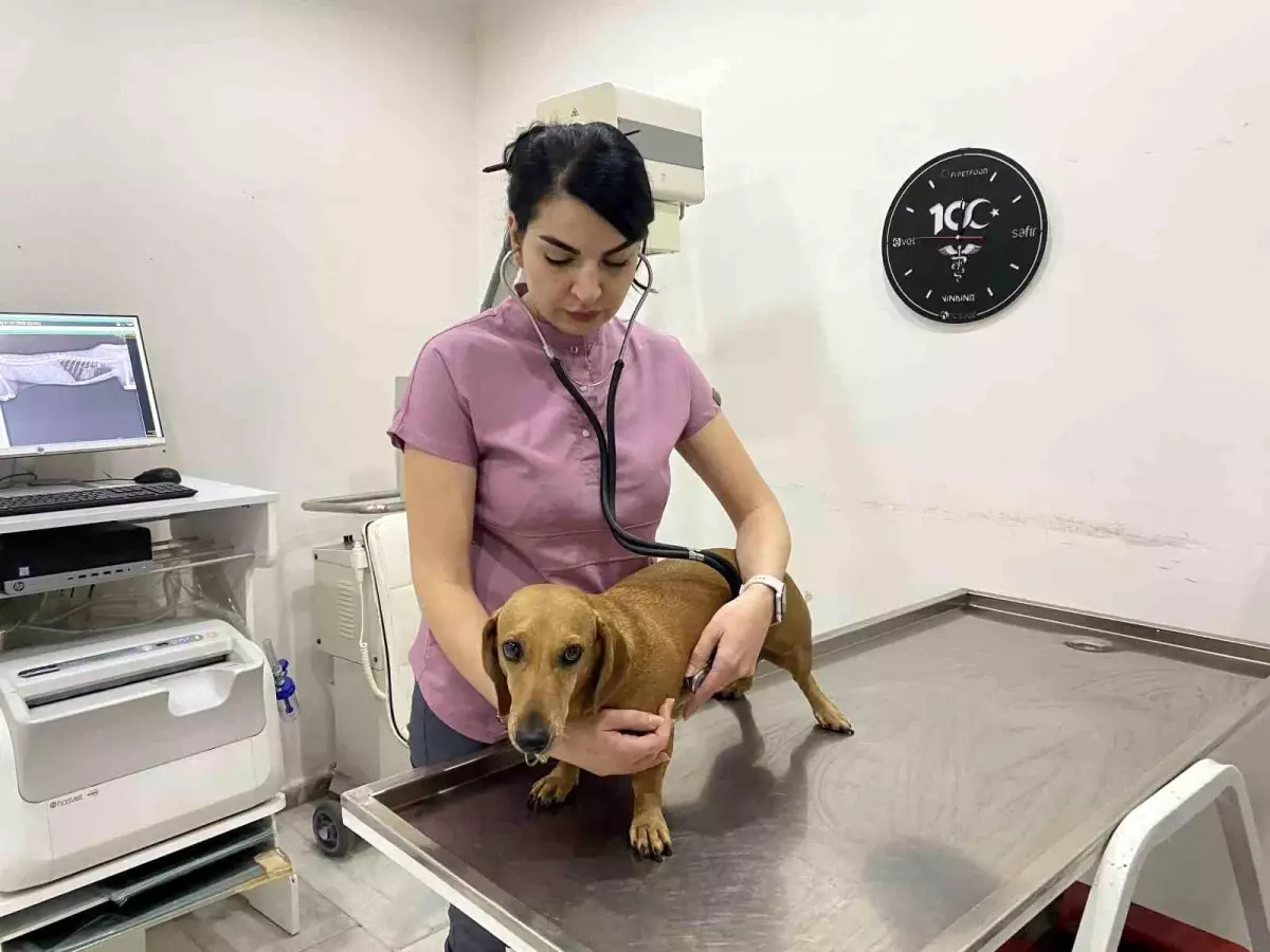 evcil hayvanlarin mevsim gecislerinde dikkat edilmesi gerekenler XtHStify