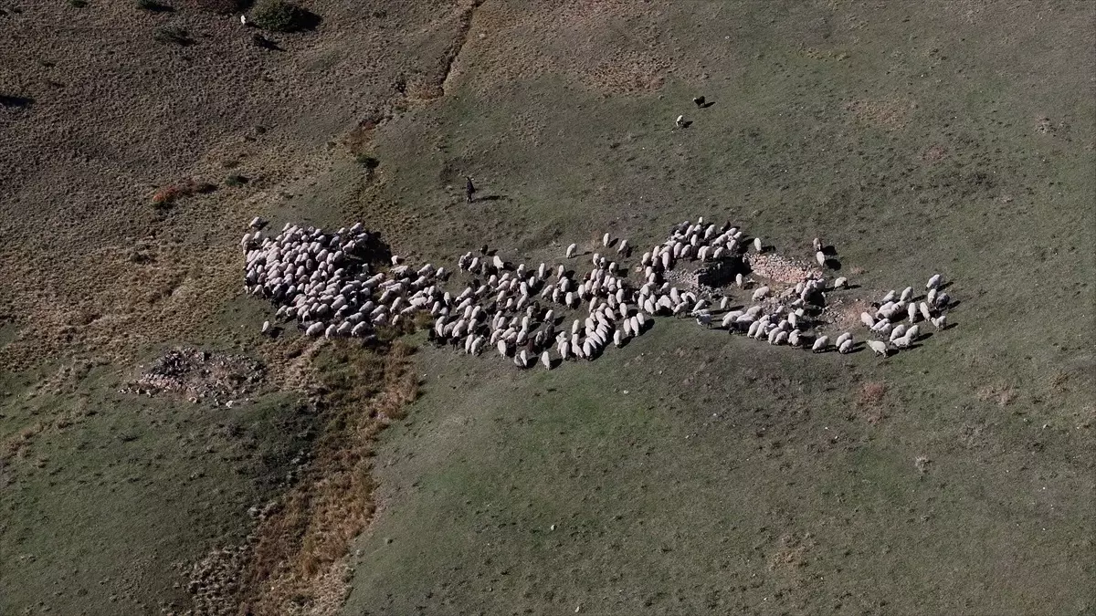 zigana daginda sonbahar pastoral hayati Wja71arm.jpg