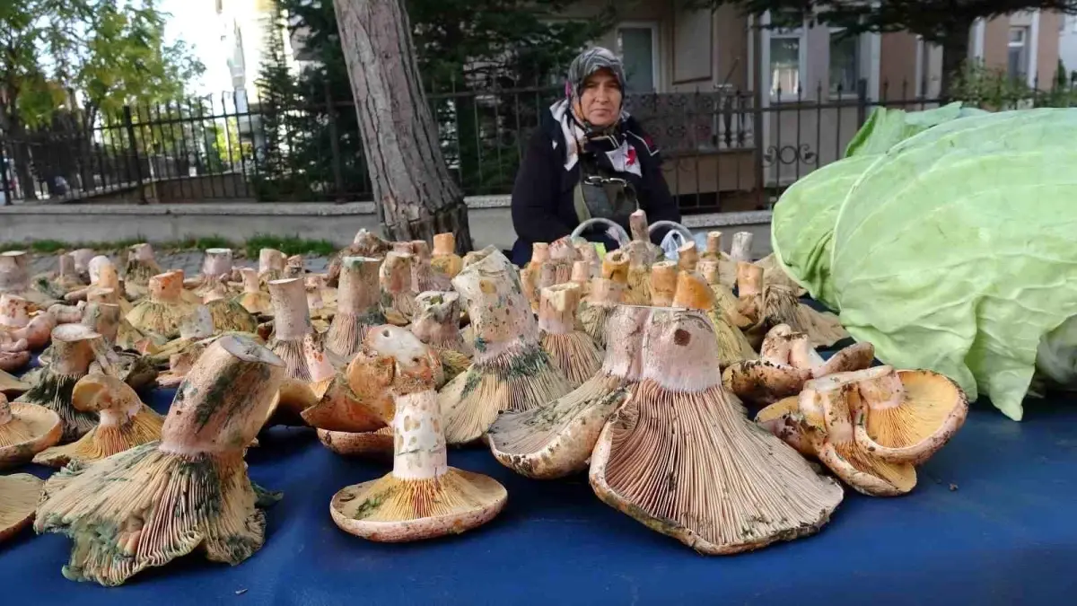 tavsanlida melki mantarina buyuk ilgi wDZnxH3F.jpg