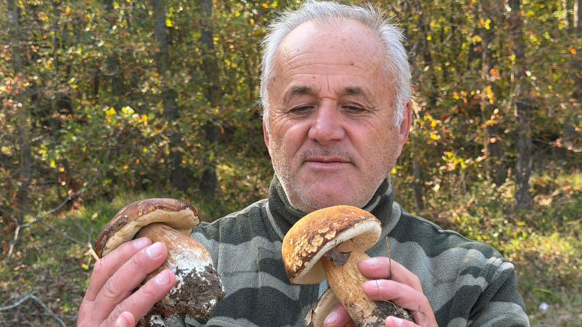 tekirdag istranca ormanlarinda mantar populasyonu azaldi LAIJytaf.jpg