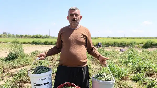 Mardin Canavarı Bezelyesinde Hasat Zamanı: Dönümde 800 Kiloya Varan Rekolte