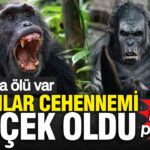 maymunlar-cehennemi-gercek-oldu-ugandada-eski-dostlar-birbirini-parcaliyor-onlarca-olu-var-Q9BgGIpL-1
