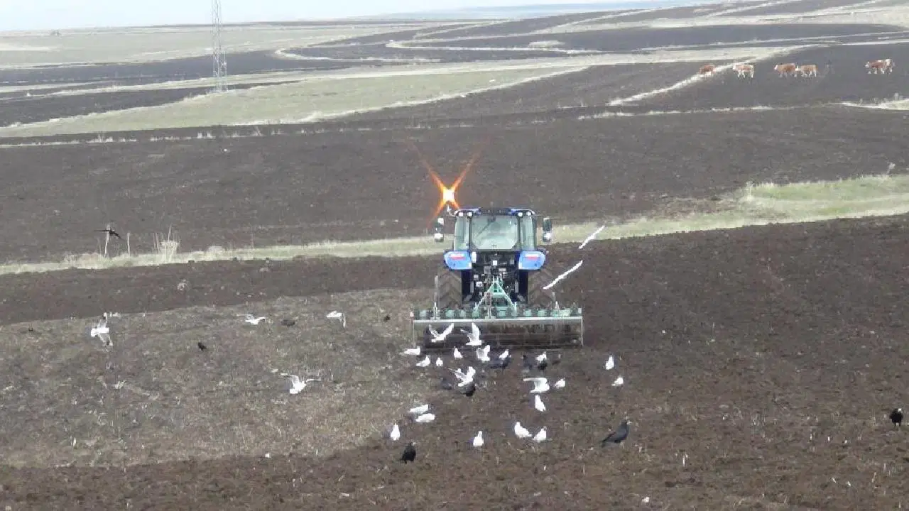 Kars’ta Hasat Dönemi Ertelendi: Çiftçiler Zamanla Mücadele Ediyor!